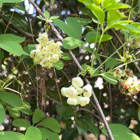Photo of the plant species Akebia Quinata by @WellspokenMira named Vine diesel on Greg, the plant care app