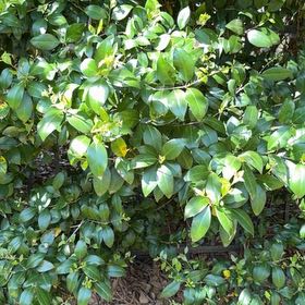 Photo of the plant species Glossy Privet by @WellspokenMira named Miley on Greg, the plant care app