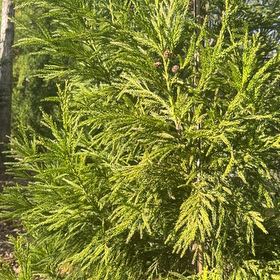 Photo of the plant species Japanese Cedar by @WellspokenMira named Curie on Greg, the plant care app