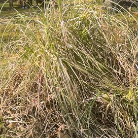 Photo of the plant species Pampas Grass by @WellspokenMira named James Dean on Greg, the plant care app