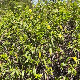 Photo of the plant species Carolina Jessamine by @WellspokenMira named Marilyn on Greg, the plant care app
