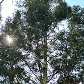 Photo of the plant species Japanese Cedar by @WellspokenMira named Austen on Greg, the plant care app