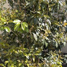 Photo of the plant species Sweet Olive by @WellspokenMira named Khaleesi on Greg, the plant care app