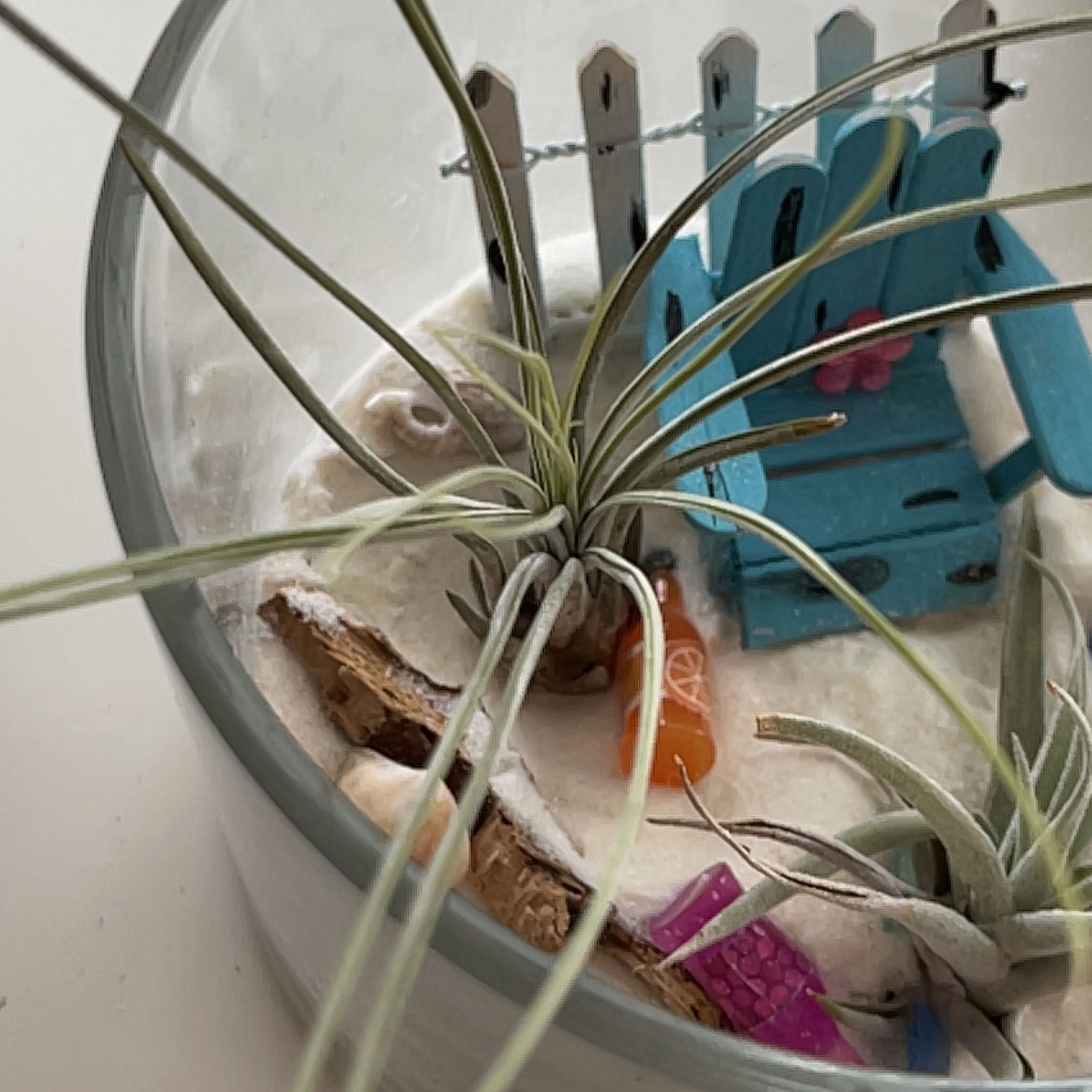 Photo of the plant species Circinata by @ActualAmurmaple named Circe on Greg, the plant care app