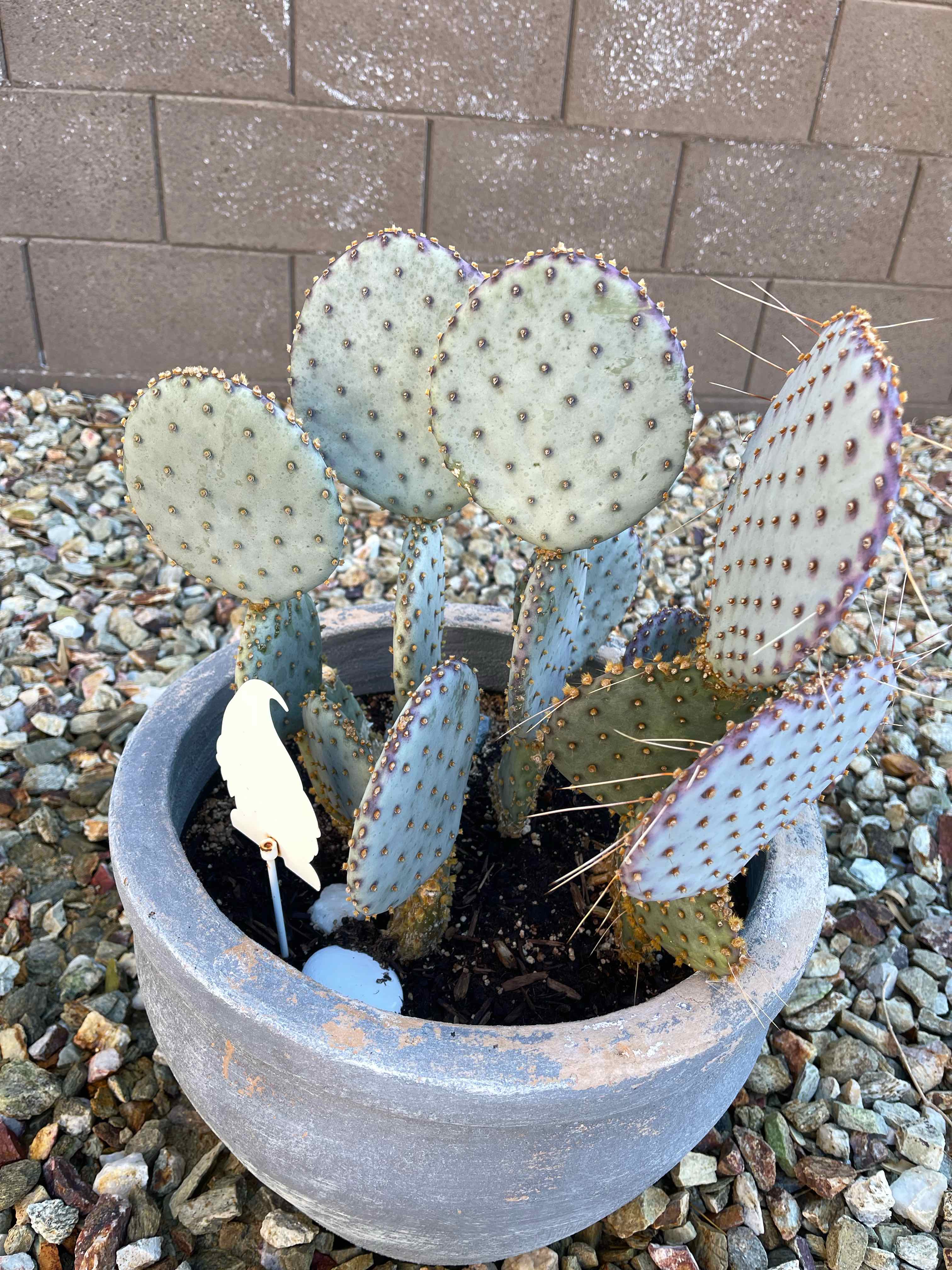 Black-Spined Prickly Pear cactus in a pot with visible soil, well-framed and in focus.