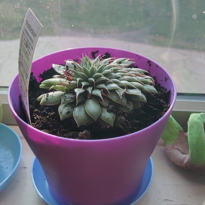 Photo of the plant species Graptopetalum filiferum by @AwakeCowbane named Priscilla on Greg, the plant care app