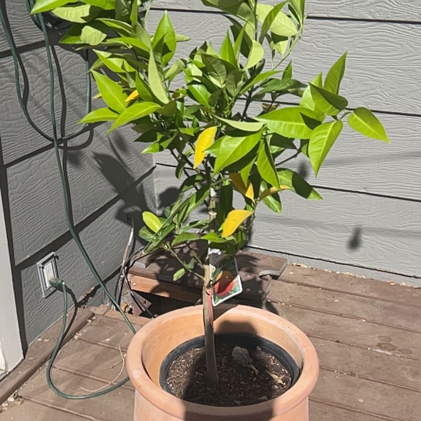 Photo of the plant species Moro Blood Orange by @SublimeLemon named Apollo on Greg, the plant care app