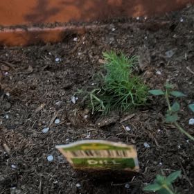 Photo of the plant species Dill by @SublimeLemon named Einstein on Greg, the plant care app
