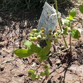 Photo of the plant species BlueBerry by @SublimeLemon named Sage on Greg, the plant care app