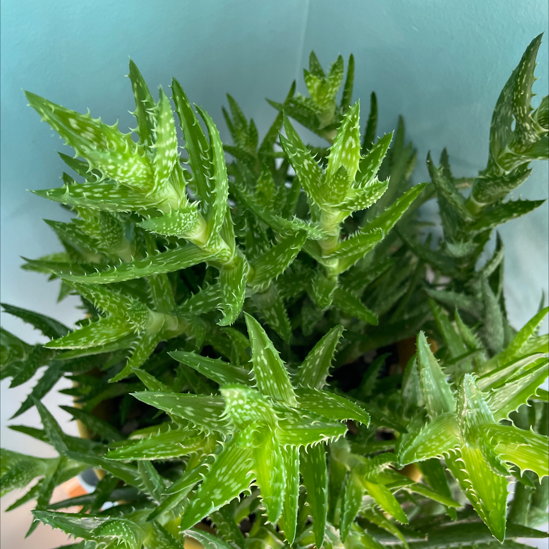 Photo of the plant species Tiger Tooth Aloe by @LadyLune named Hamilton on Greg, the plant care app