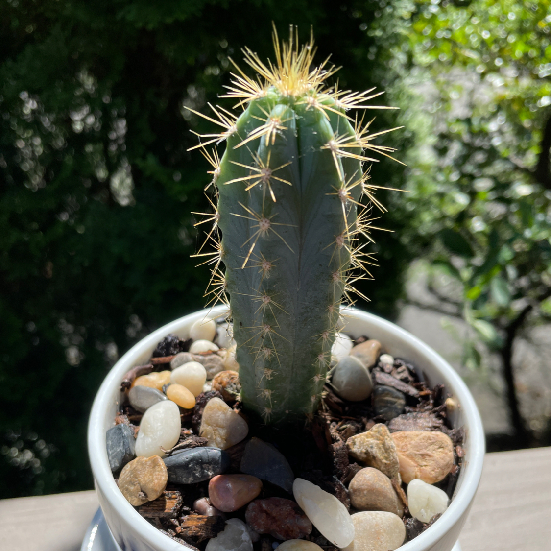 Photo of the plant species Blue Columnar Cactus by @LadyLune named Spikes on Greg, the plant care app