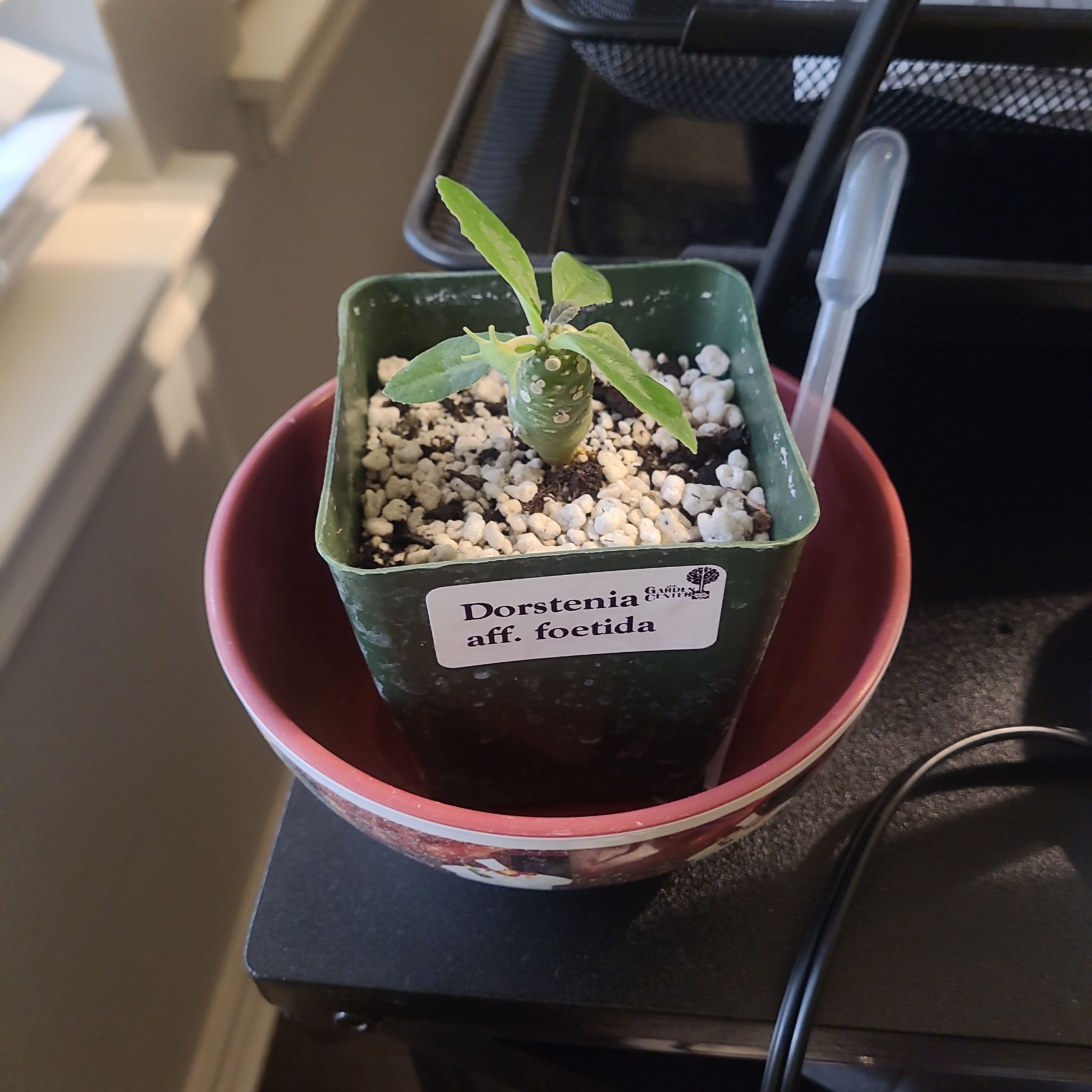 Photo of the plant species Dorstenia foetida by @AdeptLimebasil named Kinase on Greg, the plant care app