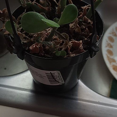 Photo of the plant species Senecio jacobsenii 'Variegata' by @HappyMaitake named Anne on Greg, the plant care app