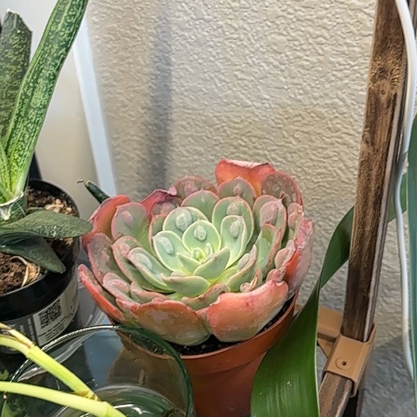 Photo of the plant species Echeveria Raindrop by @CalmingPeyote named Demi on Greg, the plant care app