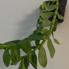 Photo of the plant species Hono Hono Orchid by @StoriedPalmier named Aristotle on Greg, the plant care app