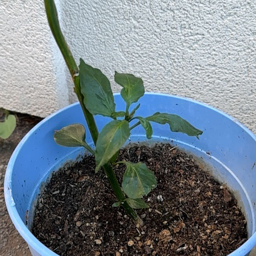 Bell pepper