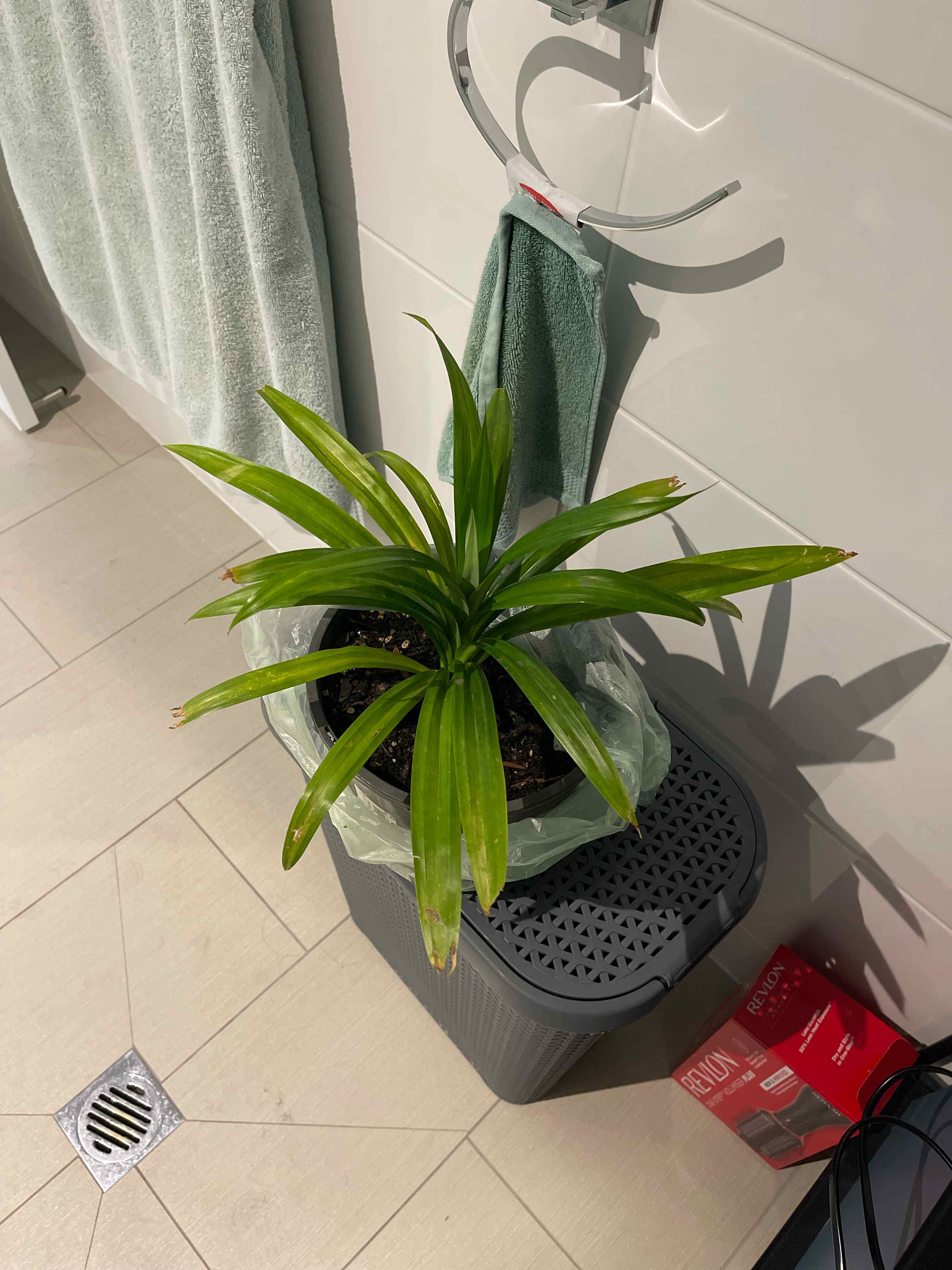 Healthy Pandan plant indoors on a stool with visible soil.