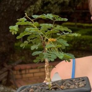 Photo of the plant species Black Monkey Thorn Tree by @JocoseBluebill named Dan on Greg, the plant care app