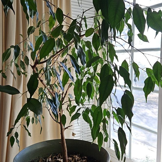 😔 Why Are My Weeping Fig Leaves Droopy?