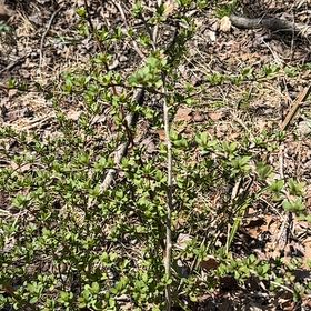 Photo of the plant species Japanese Barberry by @PurelyWildramp named da Vinci on Greg, the plant care app