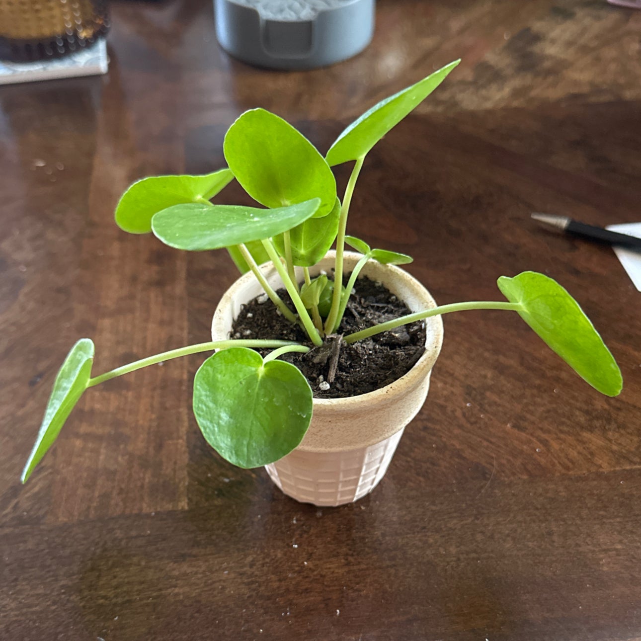 Money Tree Potting Soil Mix (2 Quarts); Custom Blend for Money 