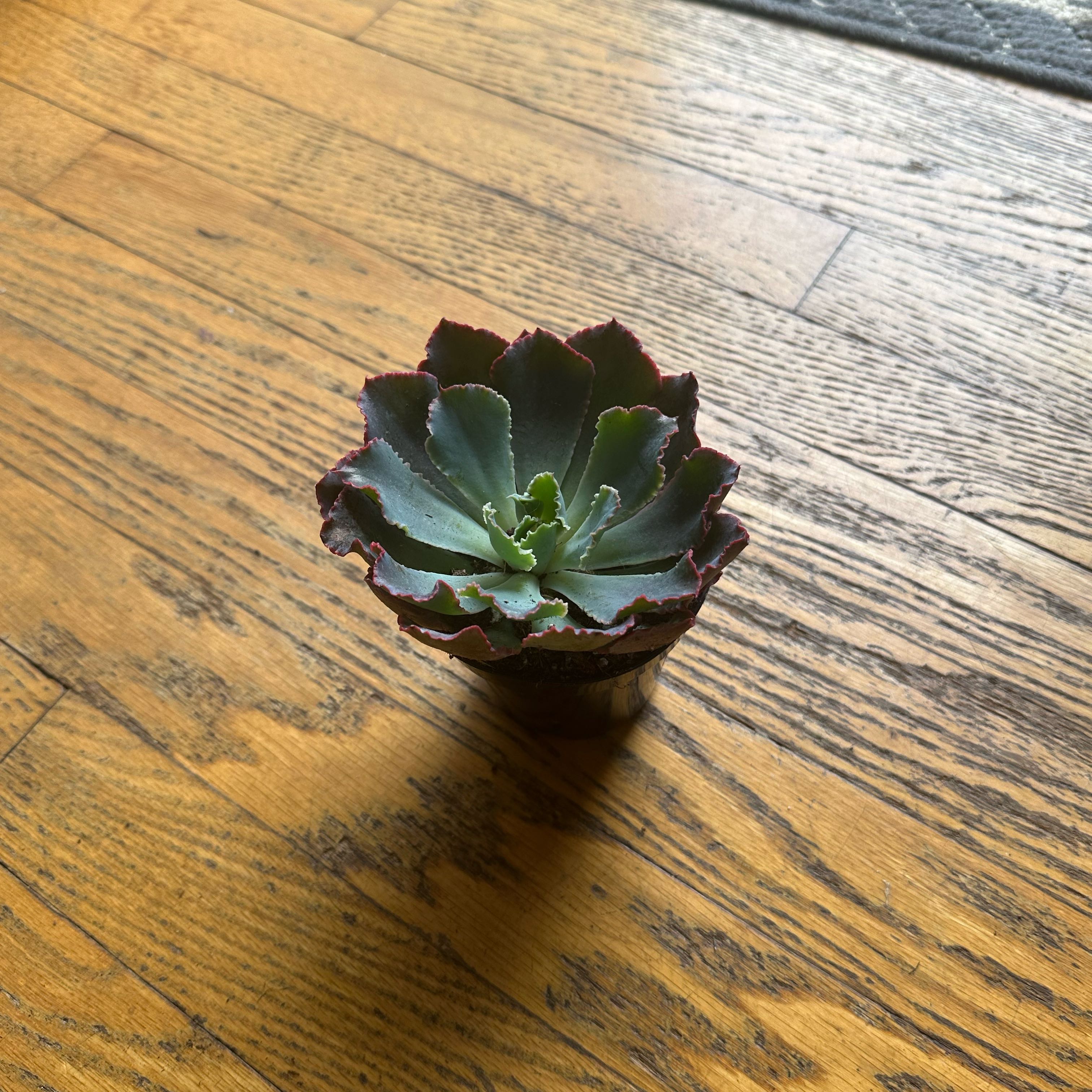Echeveria 'Neon Breakers' plant in a small pot on a wooden floor.