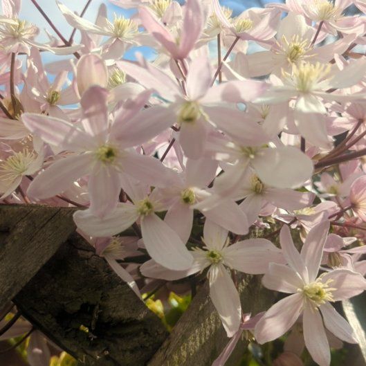 Photo of the plant species Wild Clematis by @ContentBigfoot named da Vinci on Greg, the plant care app