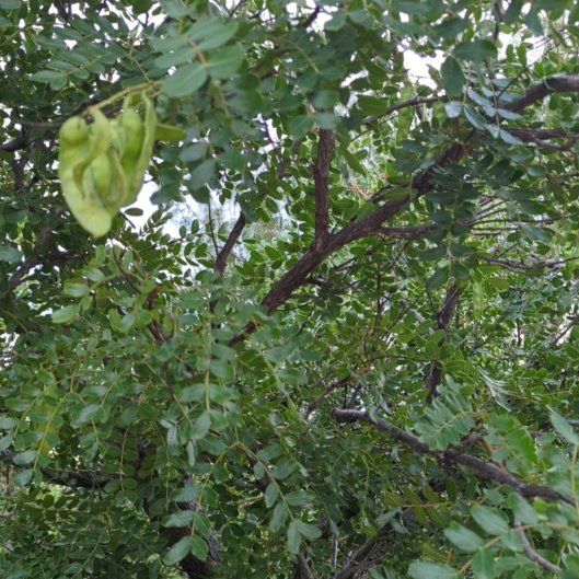 Photo of the plant species Siberian Peashrub by @ContentBigfoot named Prince on Greg, the plant care app