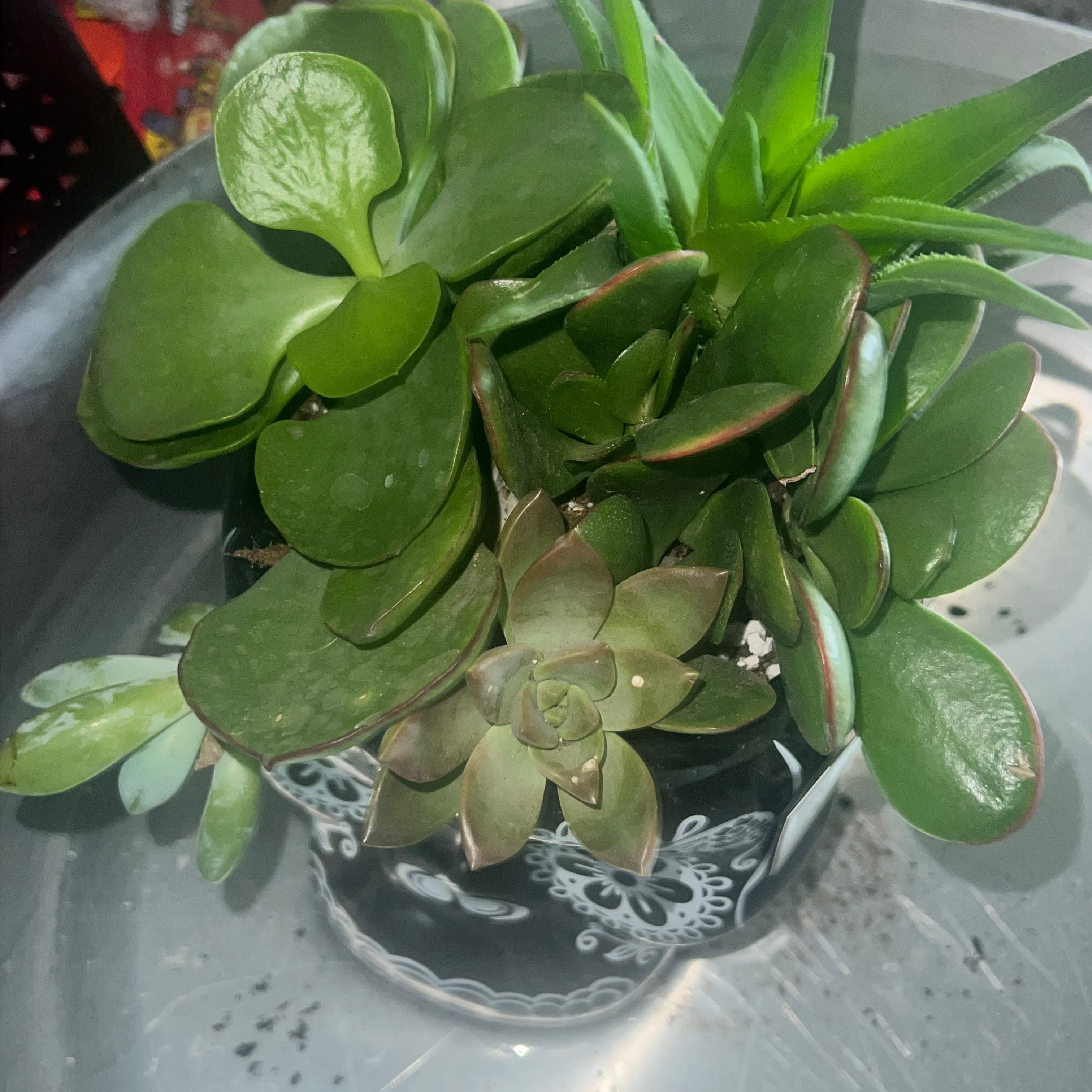 Photo of the plant species Dolomiten-Fingerkraut by @ExpectantMostii named Prince on Greg, the plant care app