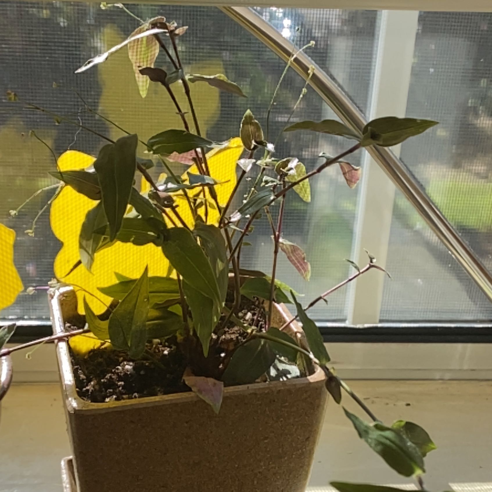 Photo of the plant species spiderwort by @AngelicTamarack named Gobi on Greg, the plant care app