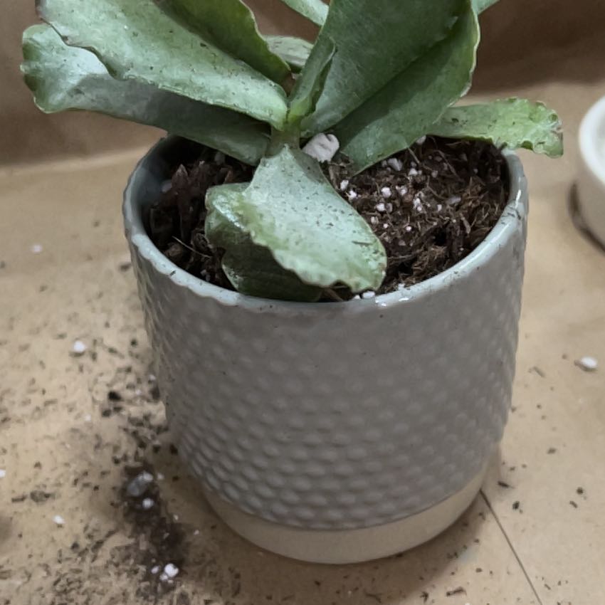 Photo of the plant species Adromischus undulatus by @ImportantLlavea named Sonora on Greg, the plant care app