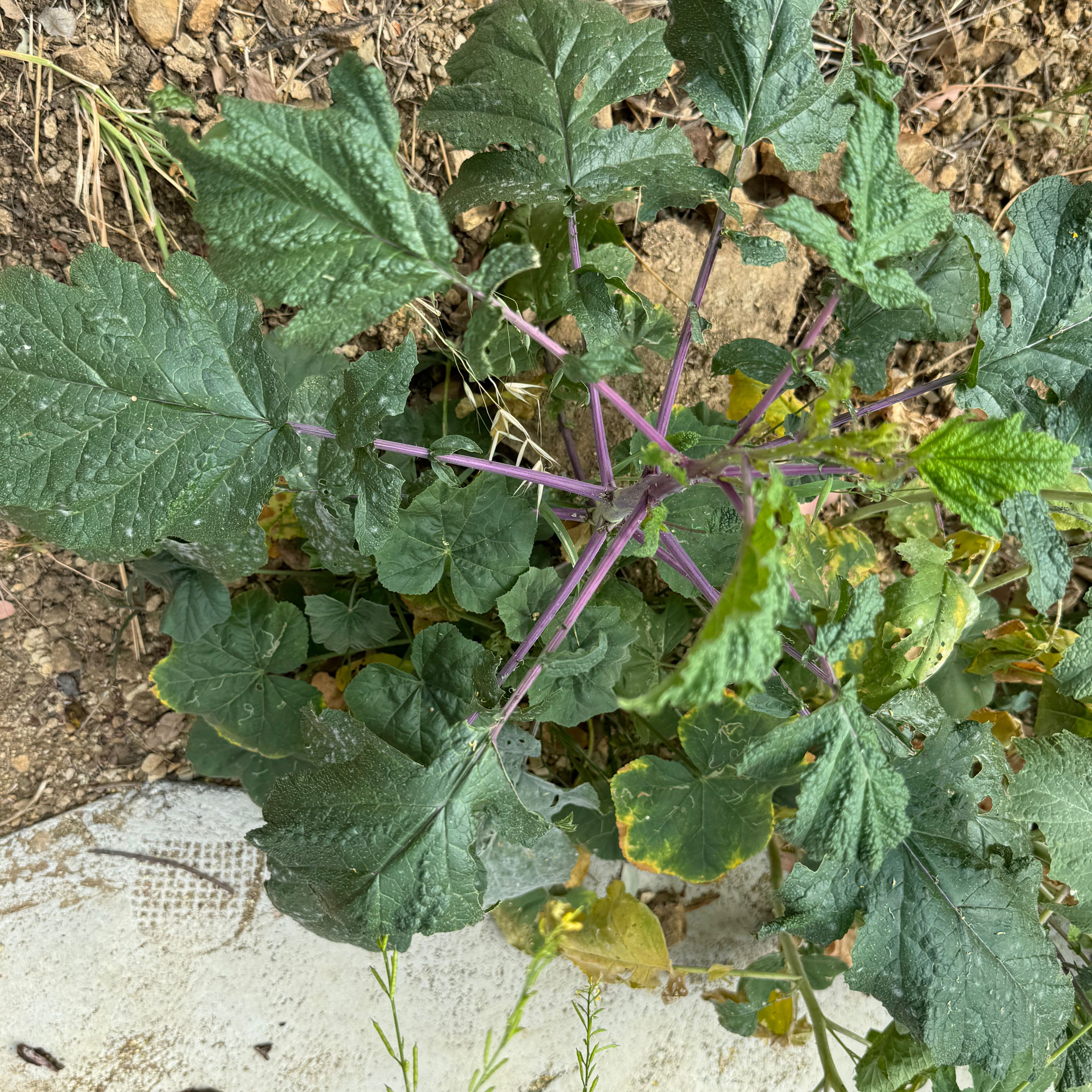 Devil's Apple plant with green leaves and purple stems. Some leaves show yellowing and browning.