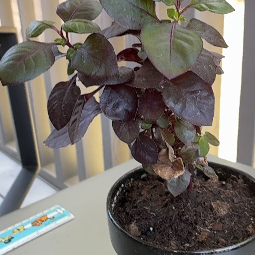 Photo of the plant species Brazilian Joyweed by @SteadyHaworthia named Aristotle on Greg, the plant care app