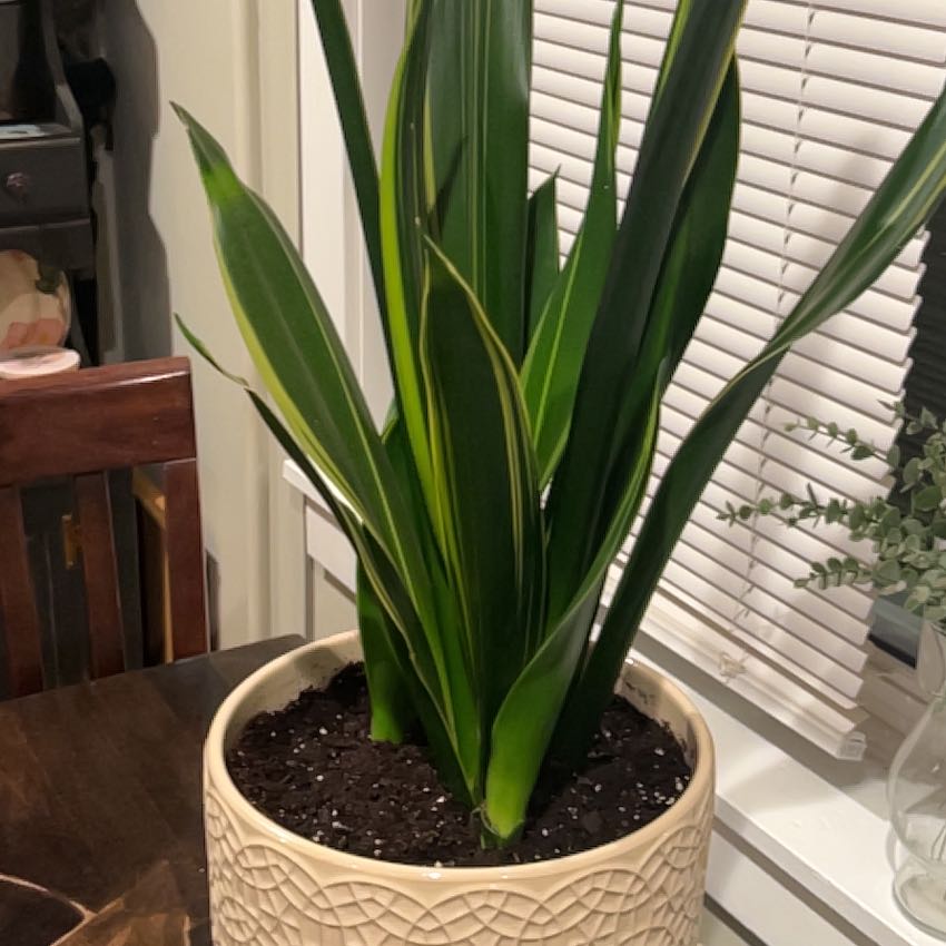 Healthy Black Star Snake Plant in a decorative pot with vibrant green leaves.