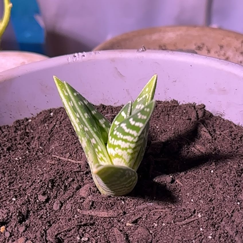 Photo of the plant species Aloe 'Partridge Breast' by @FunEdgarsrush named Peter Parker on Greg, the plant care app
