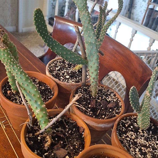 Photo of the plant species Prickly Pear Cactus by @AthleteTamarack named Sherlock on Greg, the plant care app