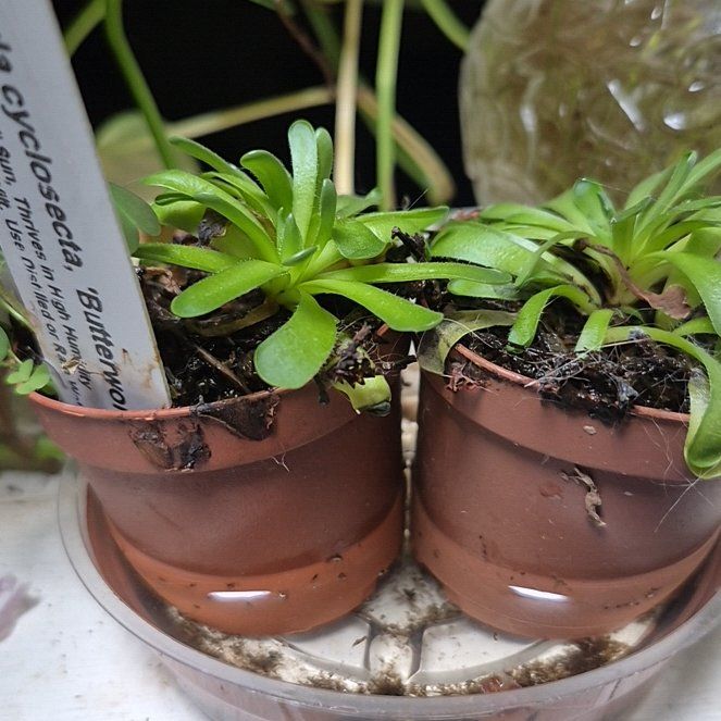Photo of the plant species Pinguicula cyclosecta by @AthleteTamarack named Daphne on Greg, the plant care app