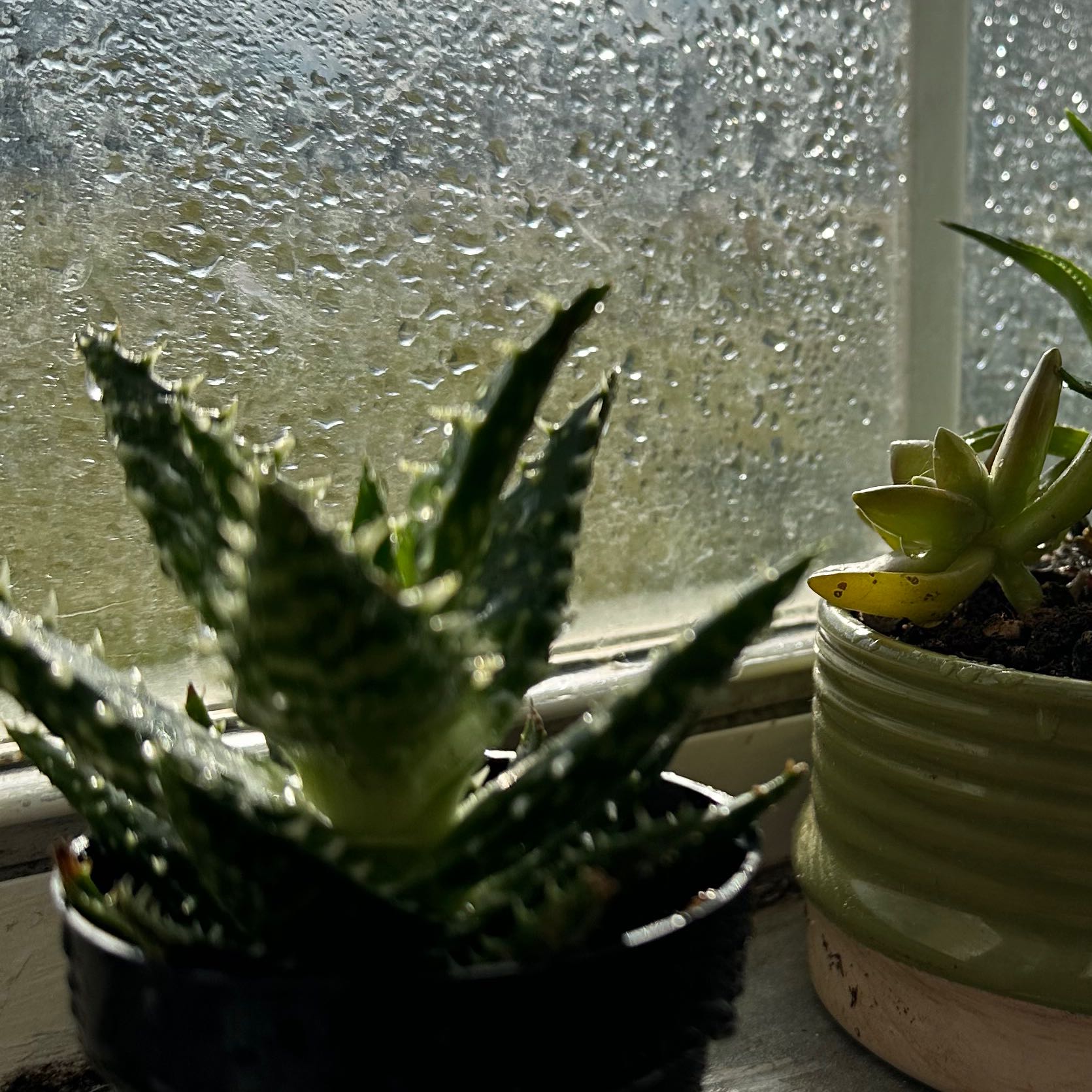 Aloe 'Minnie Belle' and another succulent on a windowsill with raindrops on the window.