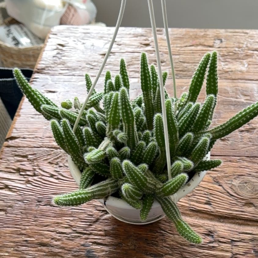 Photo of the plant species Peanut Cactus by @CreativeCanna named Harper on Greg, the plant care app