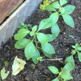 Photo of the plant species Canada Mint by @SavvyDionysos named Willow on Greg, the plant care app