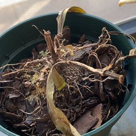Photo of the plant species Ant Plant by @ComicSunburst named Dying Jaba on Greg, the plant care app