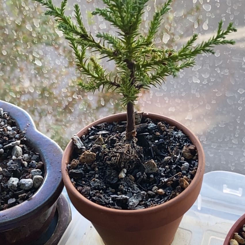 Young Giant Sequoia plant in a small pot with visible soil.