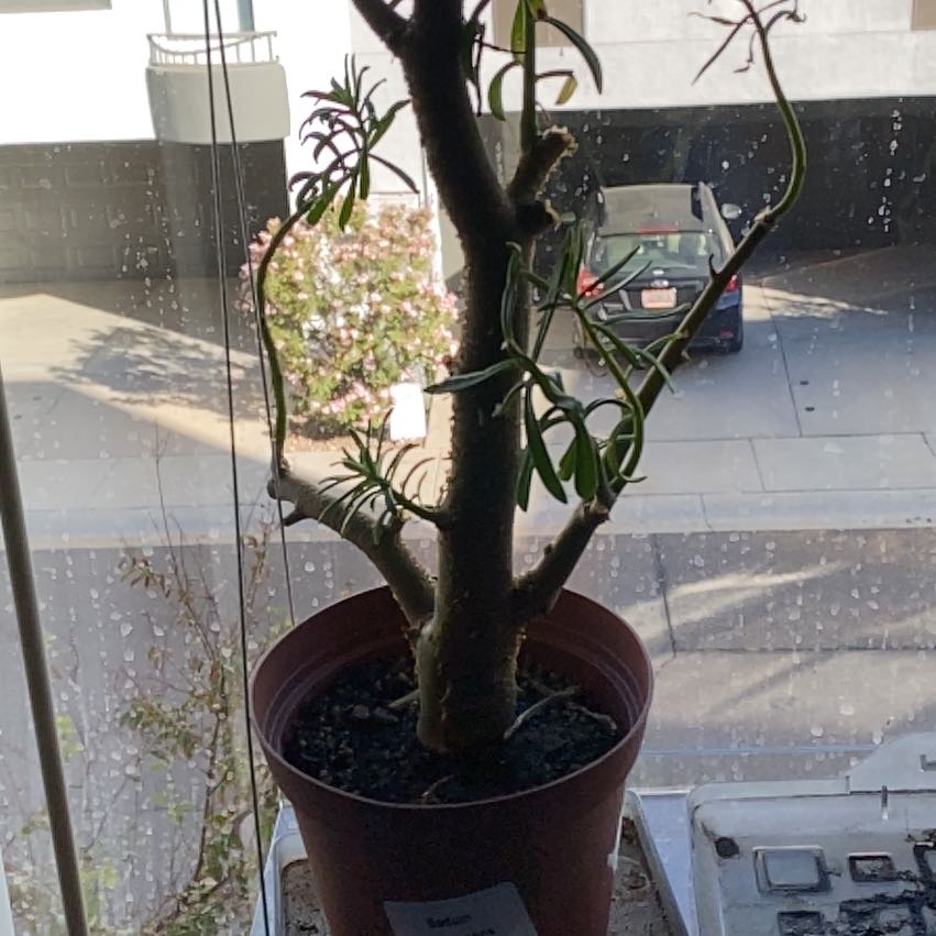 Photo of the plant species Sedum frutescens Tree by @ComicSunburst named Ooh Sedum on Greg, the plant care app