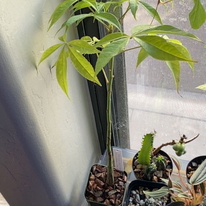 Photo of the plant species Silk Floss Tree by @ComicSunburst named Fortnite on Greg, the plant care app