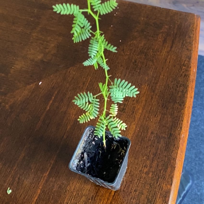 Photo of the plant species Mesquite by @ComicSunburst named Sproutacus on Greg, the plant care app