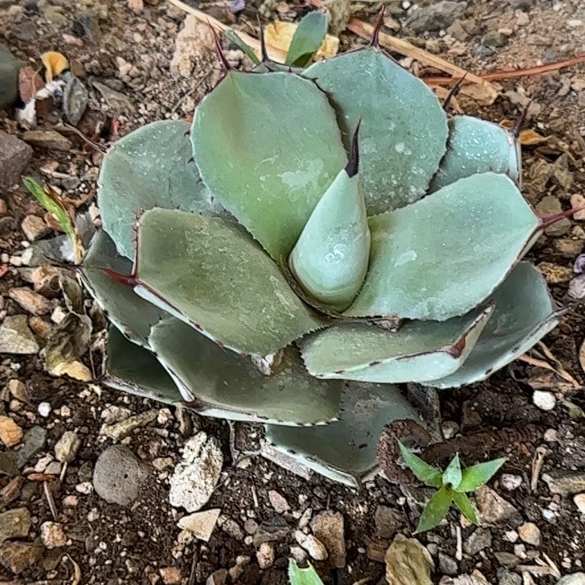 Parry's Agave plant with thick, fleshy leaves and visible soil with small rocks.