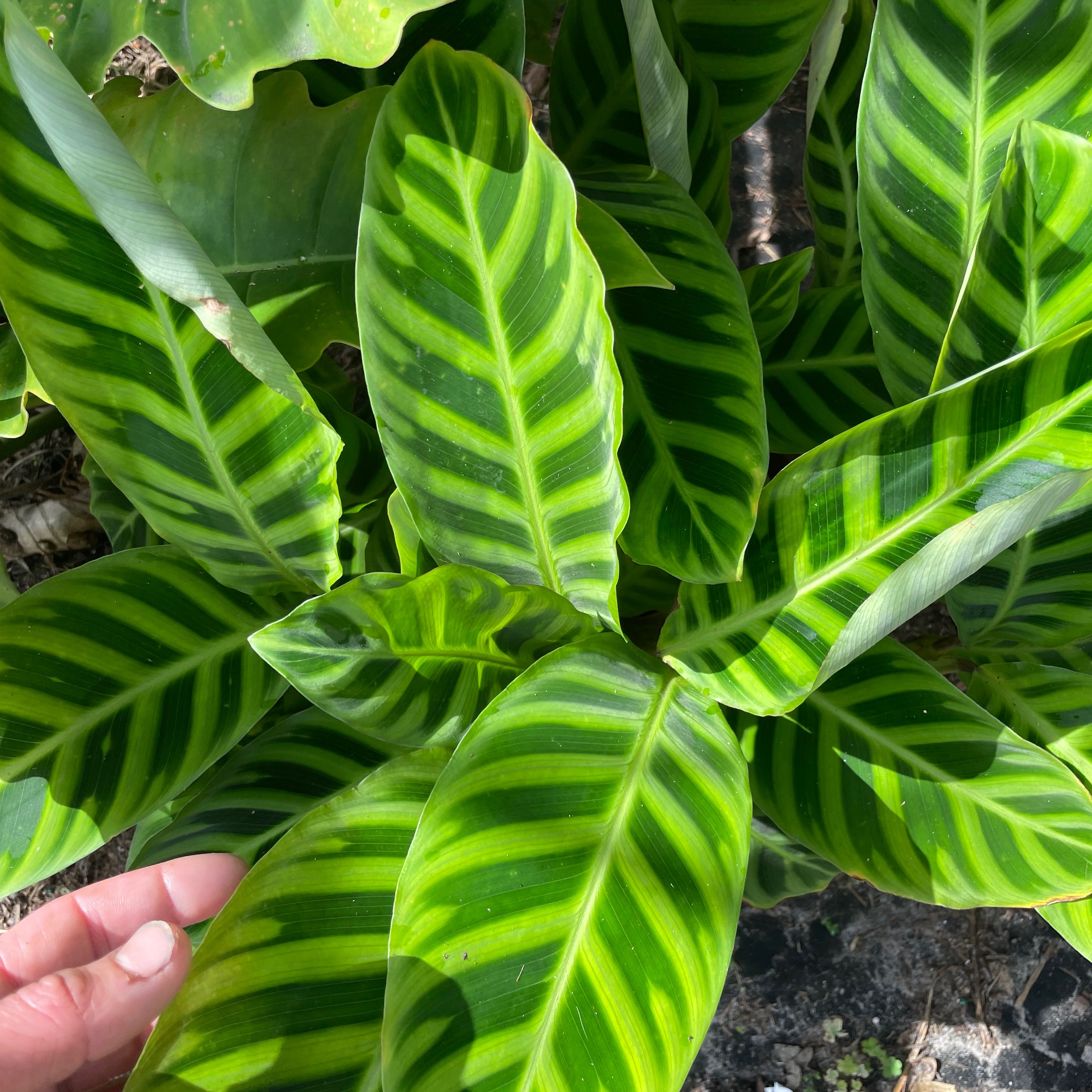 Zebra Calathea plant with vibrant striped leaves, hand visible.