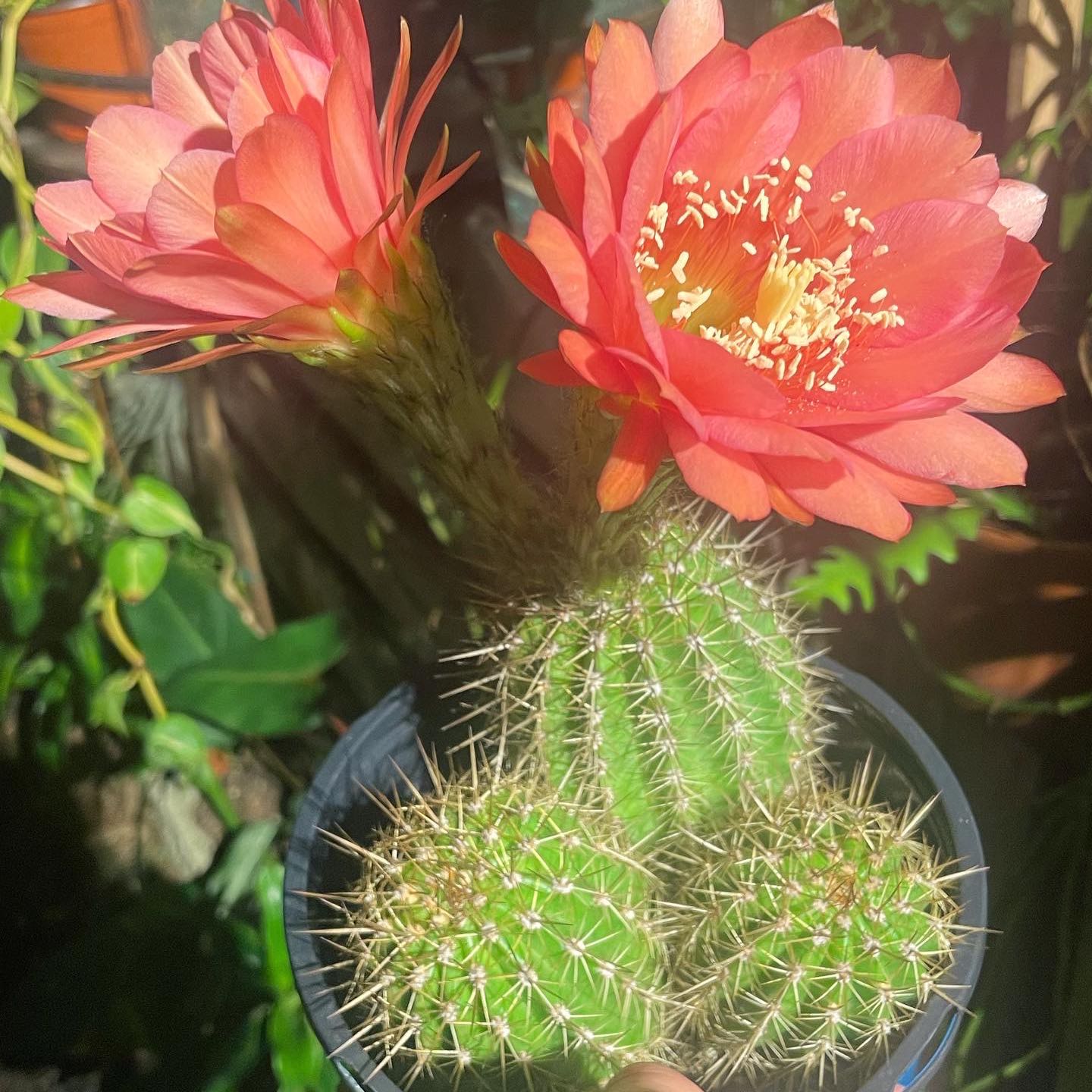 Torch Cactus with vibrant red flowers in a pot, appearing healthy.