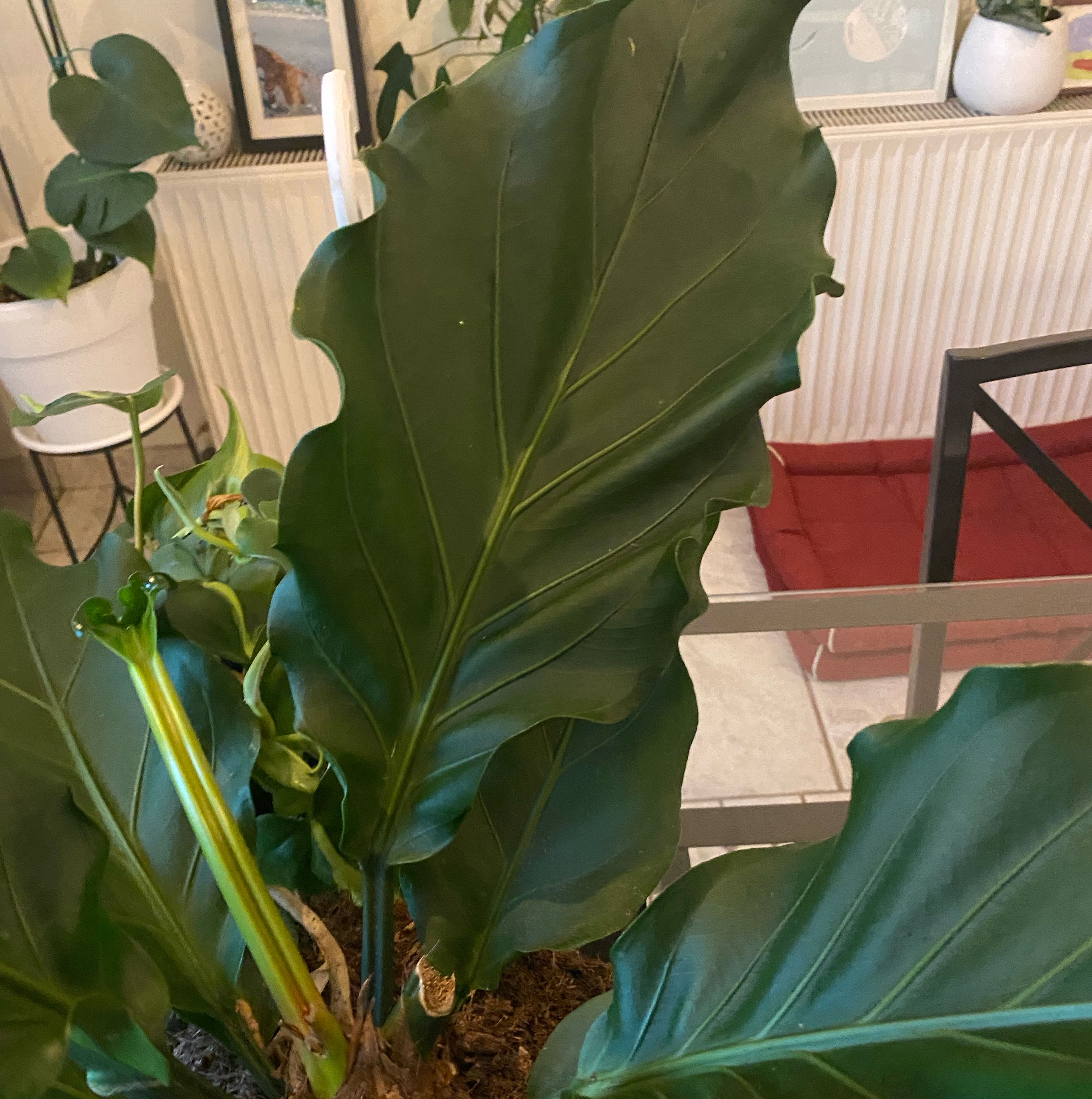 Photo of the plant species Anthurium Jungle King by @HoorayWaxflower named Rainier on Greg, the plant care app