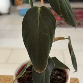 Photo of the plant species Philodendron Gigas by @HoorayWaxflower named Muhammad Ali on Greg, the plant care app